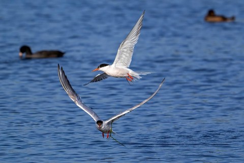 Two common terns (Sterna hirundo) adults in breeding plumage flying over water of pond in salt