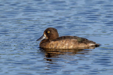 Tufted duck, tufted pochard (Aythya fuligula, Anas fuligula) adult female swimming in lake in