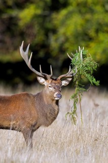 Red deer (Cervus elaphus) stag in grassland at forest's edge with antlers covered in ferns during