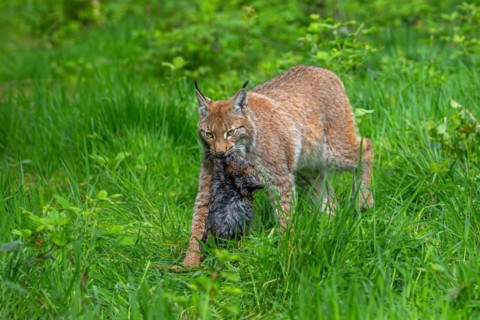 Hunting Eurasian lynx (Lynx lynx) walking with killed muskrat (Ondatra zibethicus) prey in its