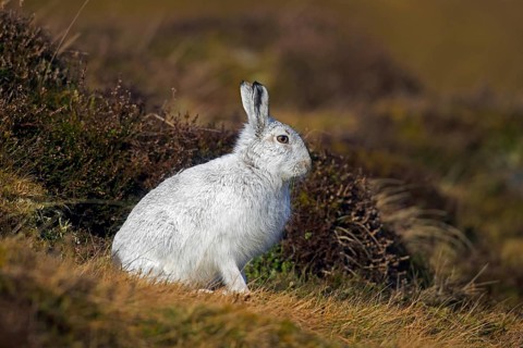 Mountain hare, alpine hare, snow hare (Lepus timidus) in white winter pelage resting in the hills