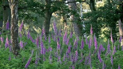 Common foxglove (Digitalis purpurea) in fern with deciduous trees, Lower Rhine, North