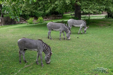 Detroit, Michigan, Grevy's Zebras (Equus grevyi) at the Detroit Zoo