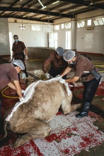Camel slaughter (halal), Salalah slaughterhouse, Dhofar, Oman, Asia
