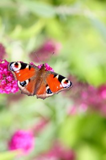 Peacock butterfly (Inachis io) sucking nectar on butterfly bush (Buddleja davidii), in a natural