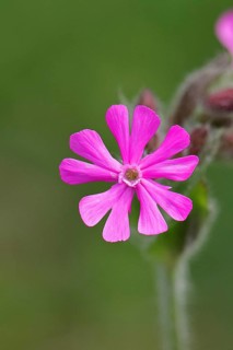 Red campion (Silene dioica), close-up of a flower in a meadow, Wilnsdorf, North Rhine-Westphalia,