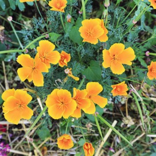 California poppy (Eschscholzia californica), Frau-Holle-Land Geo-nature park Park, Hesse, Germany,