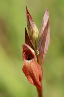 Long lipped serapias (Serapias vomeracea), Provence, South of France, France, Europe