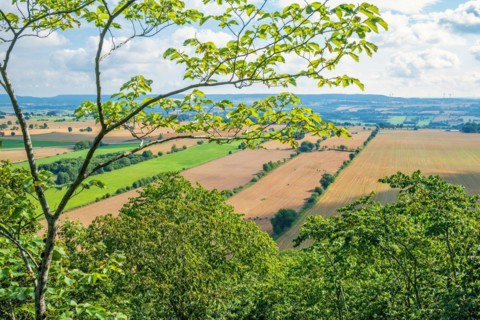 View at a patchwork landscape in a rural area with lush green tree branches, Sweden, Europe