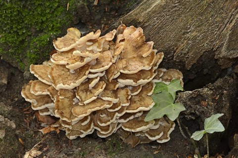 Maitake (Grifola frondosa), North Rhine-Westphalia, Germany, Europe