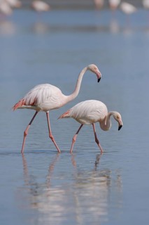 Greater flamingo (Phoenicopterus roseus), pair, Camargue, Provence, southern France