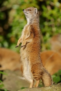 Yellow mongoose (Cynictis penicillata), captive, occurrence in Africa