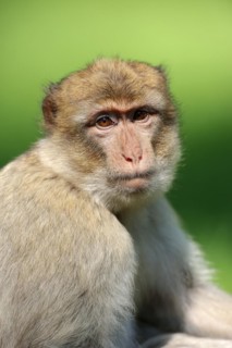 Barbary macaque (Macaca sylvanus), captive, portrait, occurring in Morocco, Algeria and Gibraltar