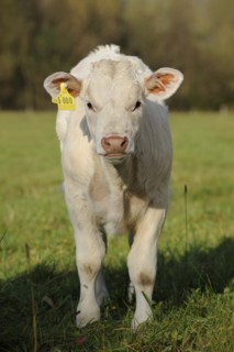 Charolais cattle (Bos primigenius taurus), calf on a pasture, North Rhine-Westphalia, Germany,