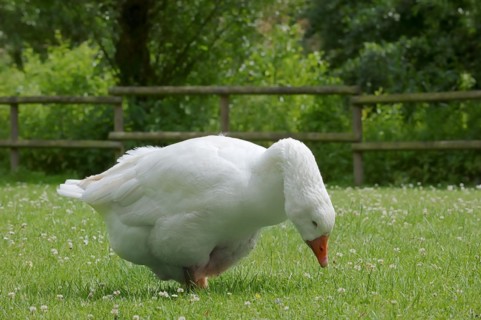 Emden goose or Emden goose (Anser anser forma domestica), free-range domestic goose, North