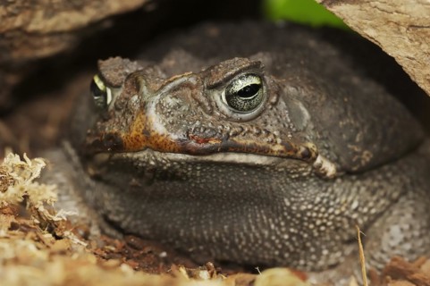 Aga toad or giant toad (Rhinella marina, Bufo marinus), captive, occurrence in South America