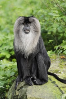 Lion-tailed macaque (Macaca silenus), captive, occurring in India