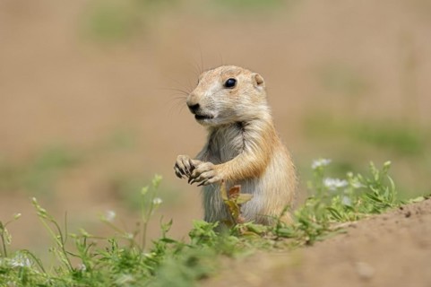 Black-tailed prairie dog (Cynomys ludovicianus), juvenile, captive, occurrence in North America
