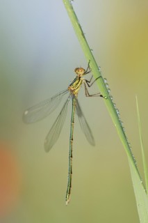 Willow emerald damselfly (Chalcolestes viridis), male, North Rhine-Westphalia, Germany, Europe