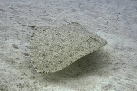 Butterfly ray (Gymnura altavela) swimming above the sandy seabed. Dive site Cueva de las Morenas,