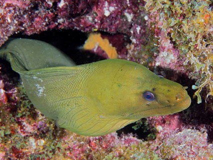 A Green moray (Gymnothorax funebris) looks out of a hiding place. Dive site John Pennekamp Coral