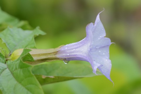 Devil's trumpet (Datura metel), flower, native to Asia