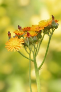 Fox-and-cubs (Hieracium aurantiacum), flowers, North Rhine-Westphalia, Germany, Europe