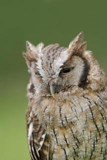 Tropical screech owl or Choliba screech owl (Megascops choliba, Otus choliba), portrait, captive,