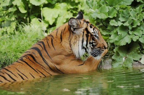 Sumatran tiger (Panthera tigris sumatrae) in water, captive, native to Sumatra, Indonesia, Asia