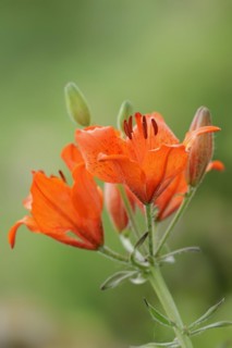 Fire lily (Lilium bulbiferum), flowers, ornamental plant, North Rhine-Westphalia, Germany, Europe