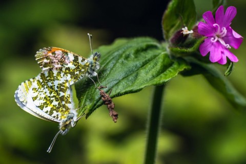 Pair of Orange-tip, Orange Tip, Anthocharis cardamines, butterflies during copulation