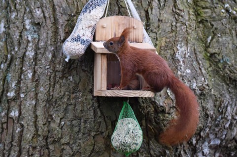 Squirrel (Sciurus) eats nuts at the feeder