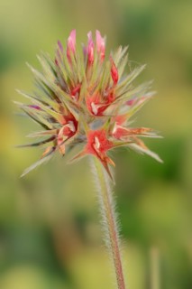 Starry clover (Trifolium stellatum), flower, Provence, southern France