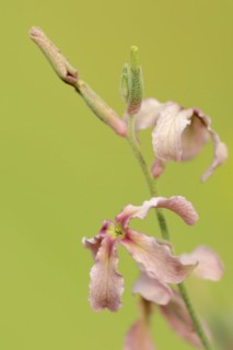 Cloudy levkoe (Matthiola fruticulosa), flowers, Provence, southern France