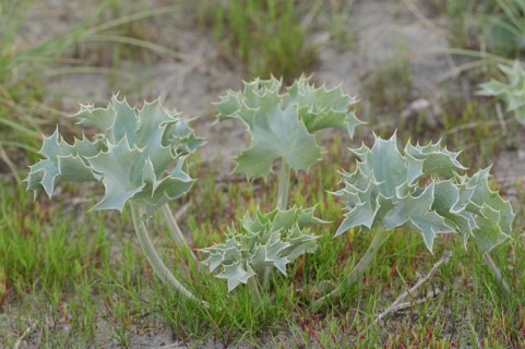 Sea holly (Eryngium maritimum), Camargue, Provence, southern France