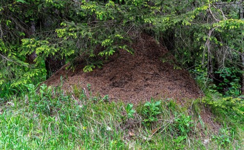 Ant hill in the forest, Bavaria, Germany, Europe