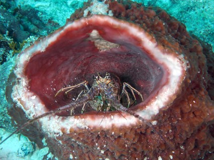 A caribbean spiny crayfish (Panulirus argus) sits in a Caribbean vase sponge (Xestospongia muta)