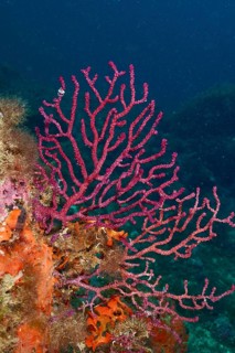 Red Violescent sea-whip (Paramuricea clavata) in front of a deep blue water background. Dive site