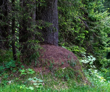 Ant hill in the forest, Bavaria, Germany, Europe