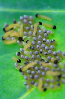 Caterpillars of the cabbage white butterfly, July, Germany, Europe