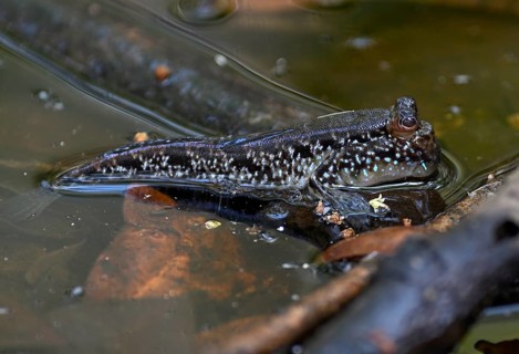 Atlantic mudskipper (Periophthalmus barbarus), Loango National Park, Parc National de Loango,