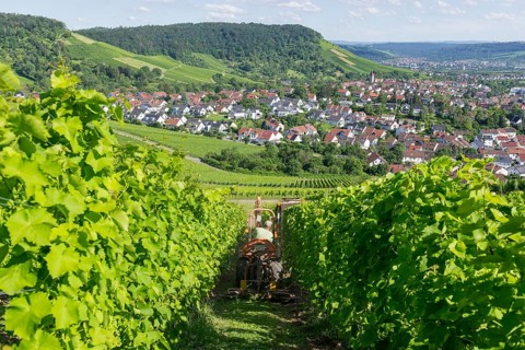 Winegrower pruning vines with a leaf cutter on a tractor, Korb im Remstal, Baden-Württemberg,