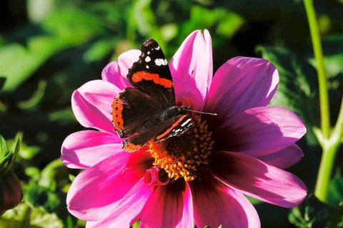 Admiral (Vanessa atalanta) on a dahlia, October, Germany, Europe
