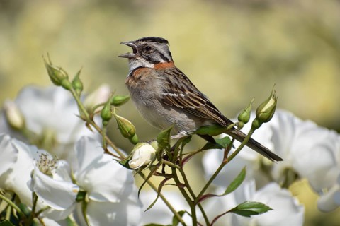 Morning Bunting (Zonotrichia capensis) singing on white roses in Rosedal, the rose garden in Buenos