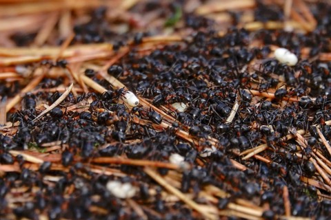Black garden ant, October, Saxony, Germany, Europe