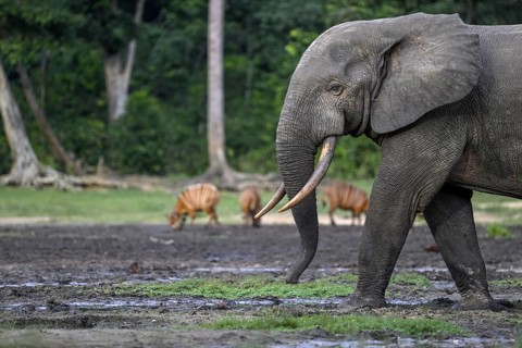 Forest elephant (Loxodonta cyclotis) and bongo antelope (Tragelaphus eurycerus) in the Dzanga Bai