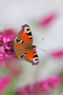 Peacock butterfly (Inachis io) sucking nectar on butterfly bush (Buddleja davidii), in a natural