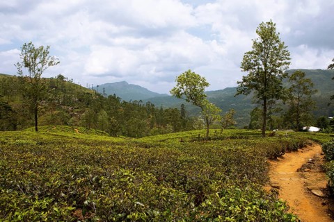 Tea plantation in Ramboda, Nuwara Eliya, Central Province, Sri Lanka, Asia