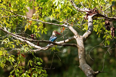 Brown kingfisher or white-throated kingfisher (Halcyon smyrnensis) on a tree, Habarana,
