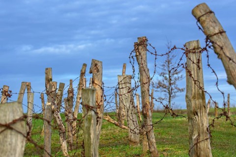 Reconstructed World War One trench wire obstacles showing barbed wire, barbwire draped between